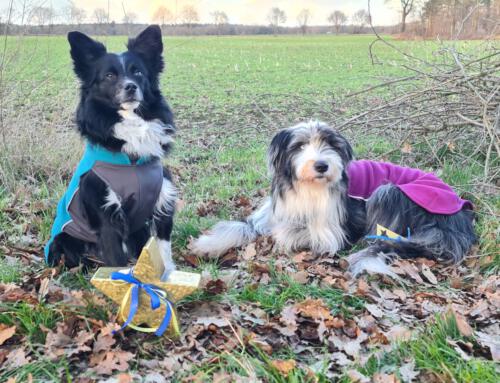 Agility-Turnier in Uplengern